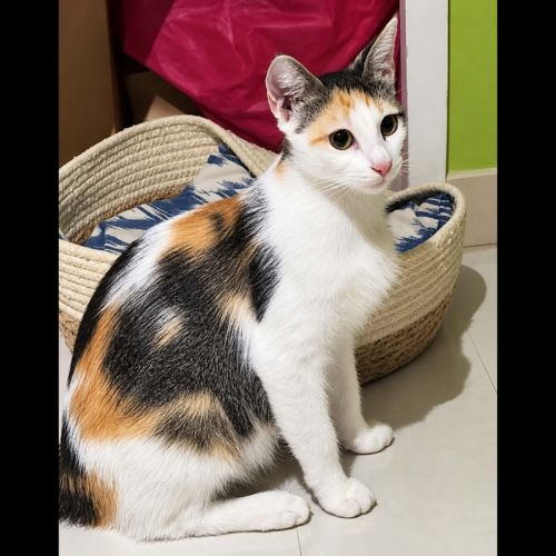 Duchesse, adorable minette à l'adoption #0