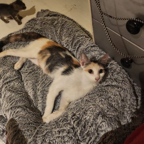 Duchesse, adorable minette à l'adoption #2