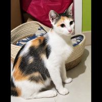 Duchesse, adorable minette à l'adoption