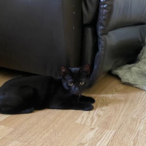 Baloo un petit coeur à la recherche de sa famille #0