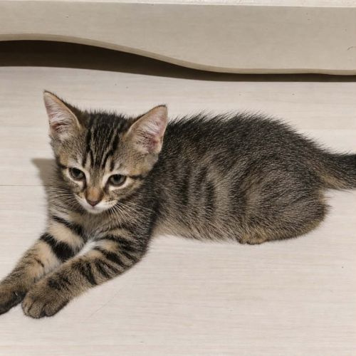 Grisouille, adorable chaton à l'adoption #0