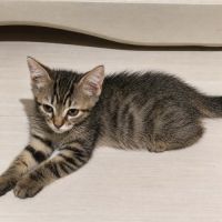 Grisouille, adorable chaton à l'adoption