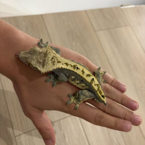 Couple gecko à crête #2