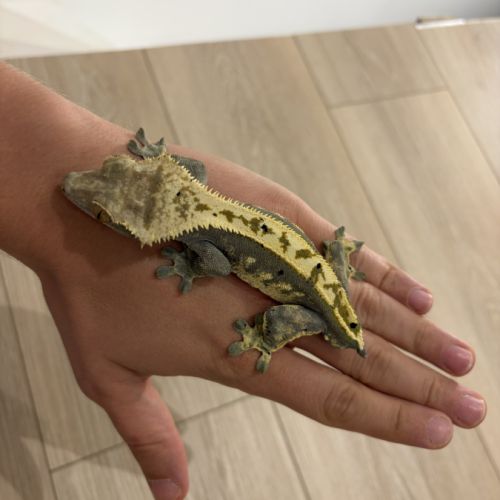 Couple gecko à crête #3