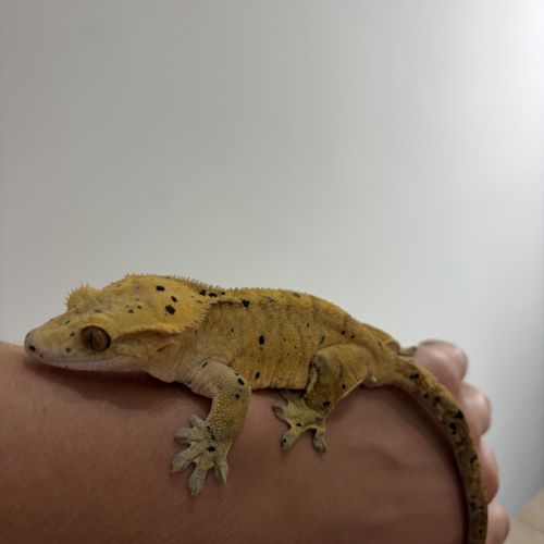 Couple gecko à crête #4