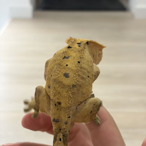 Couple gecko à crête