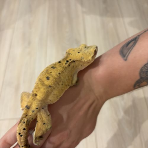 Couple gecko à crête #7