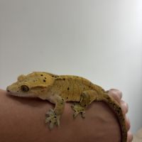 Couple gecko à crête #4