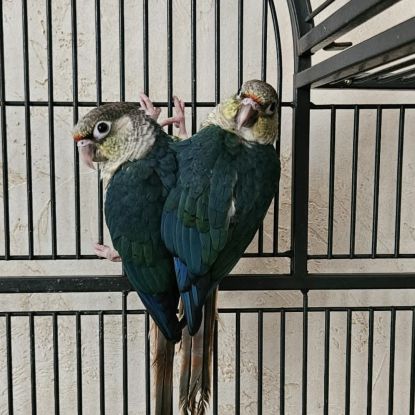 Conure molinae