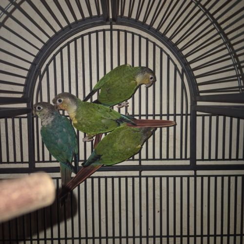 Conure molinae #2