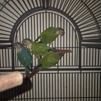 Conure molinae #2