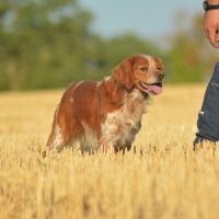 Mâle adulte epagneul breton lof