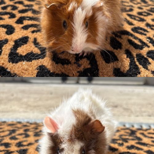 Deux cochons d’inde mâles à adopter – poppy & pant