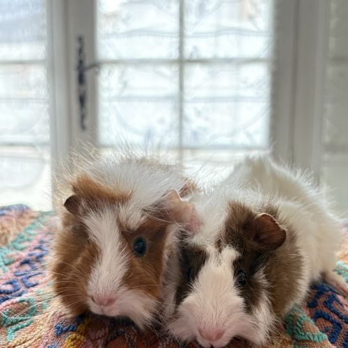 Deux cochons d’inde mâles à adopter – poppy & pant #2
