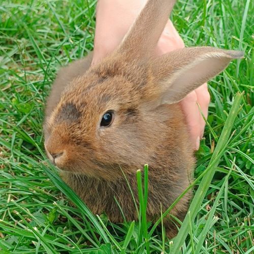Donne bébé lapin #2