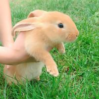 Donne bébé lapin #1