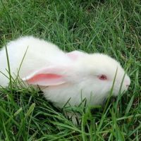 Donne bébé lapin