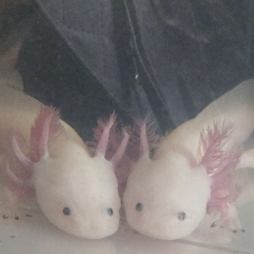 Axolotls sauvages et leucistiques