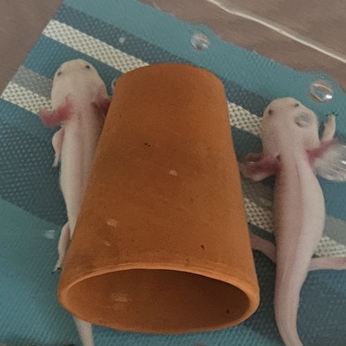 Axolotls sauvages et leucistiques #2