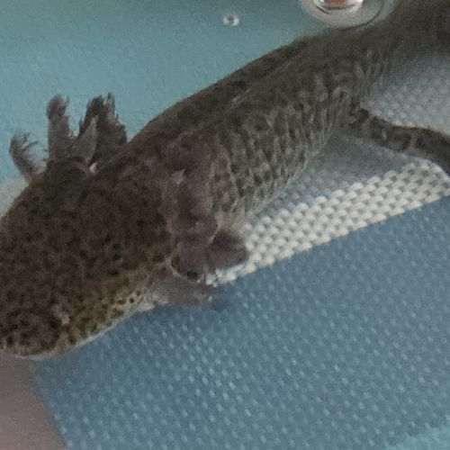 Axolotls sauvages et leucistiques #3