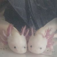 Axolotls sauvages et leucistiques #0