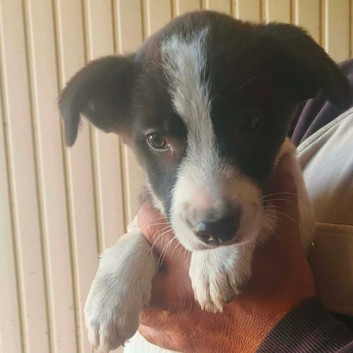Cora bébé très joyeuse, de roumanie, à l'adoption #2