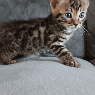 Chaton bengal #1
