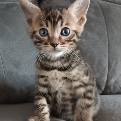 Chaton bengal #2