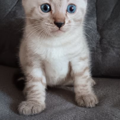 Chaton bengal #3