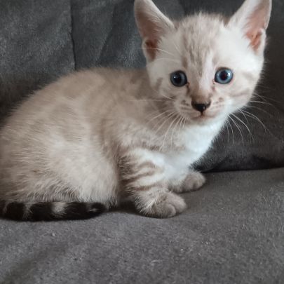 Chaton bengal #4
