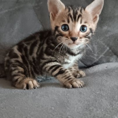 Chaton bengal #5