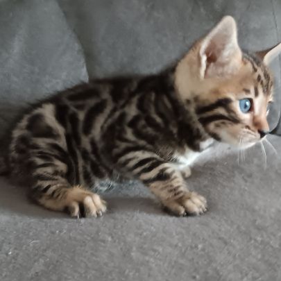Chaton bengal