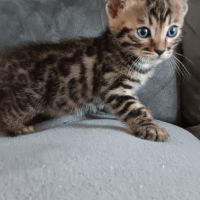 Chaton bengal #1