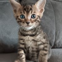 Chaton bengal #2