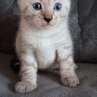Chaton bengal #3