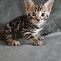 Chaton bengal #5
