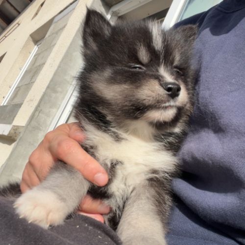 Pomsky toy #1