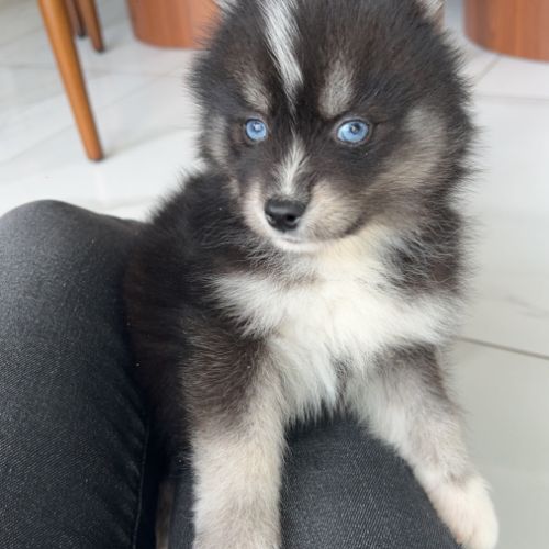 Pomsky toy #3