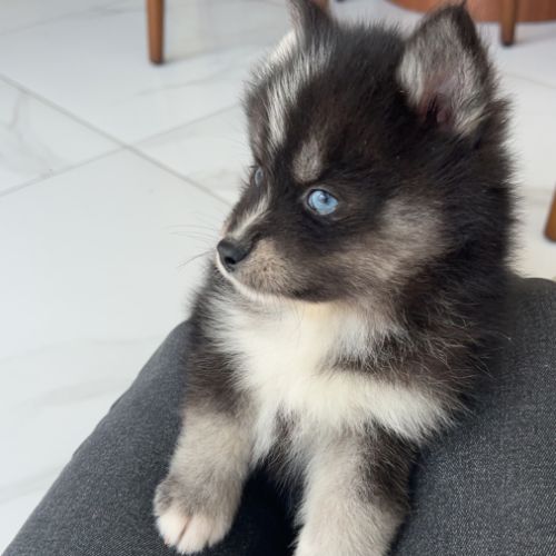 Pomsky toy #6