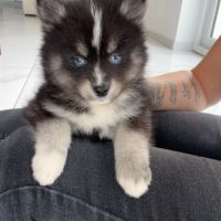 Pomsky toy