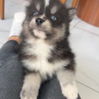 Pomsky toy #4