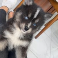 Pomsky toy #5