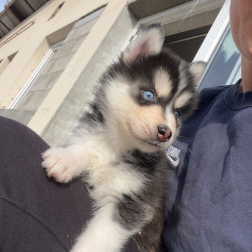Pomsky chiot #1