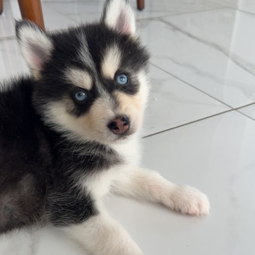 Pomsky chiot #3