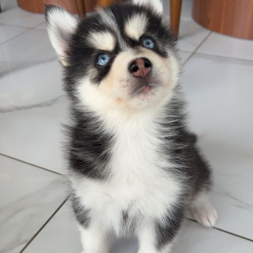 Pomsky chiot