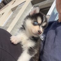 Pomsky chiot #1