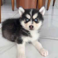 Pomsky chiot #2