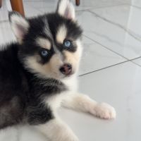 Pomsky chiot #3