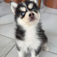 Pomsky chiot