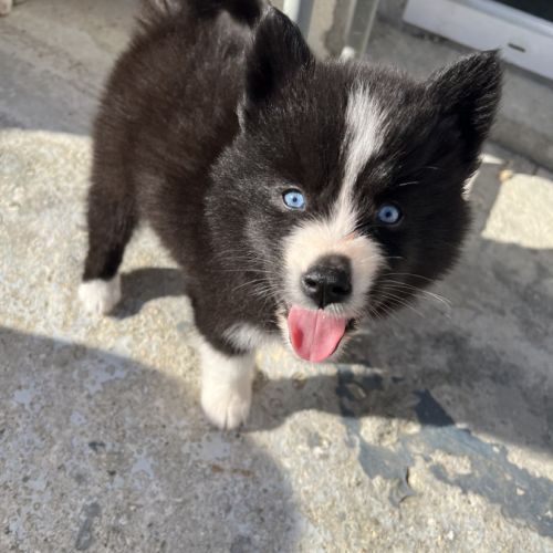 Pomsky chiots #2